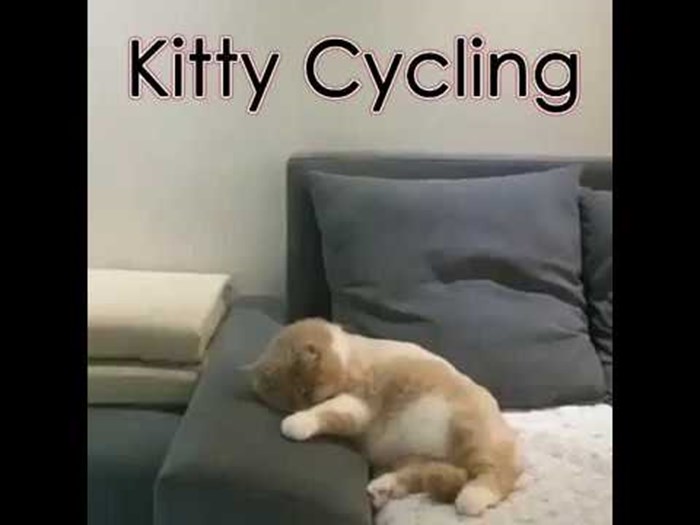 VIDEO Maca je sanjala da je pala s bicikla, ovu reakciju morate vidjeti!