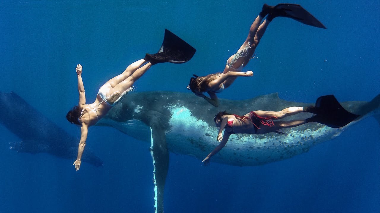 GoPro: Whale Fantasia