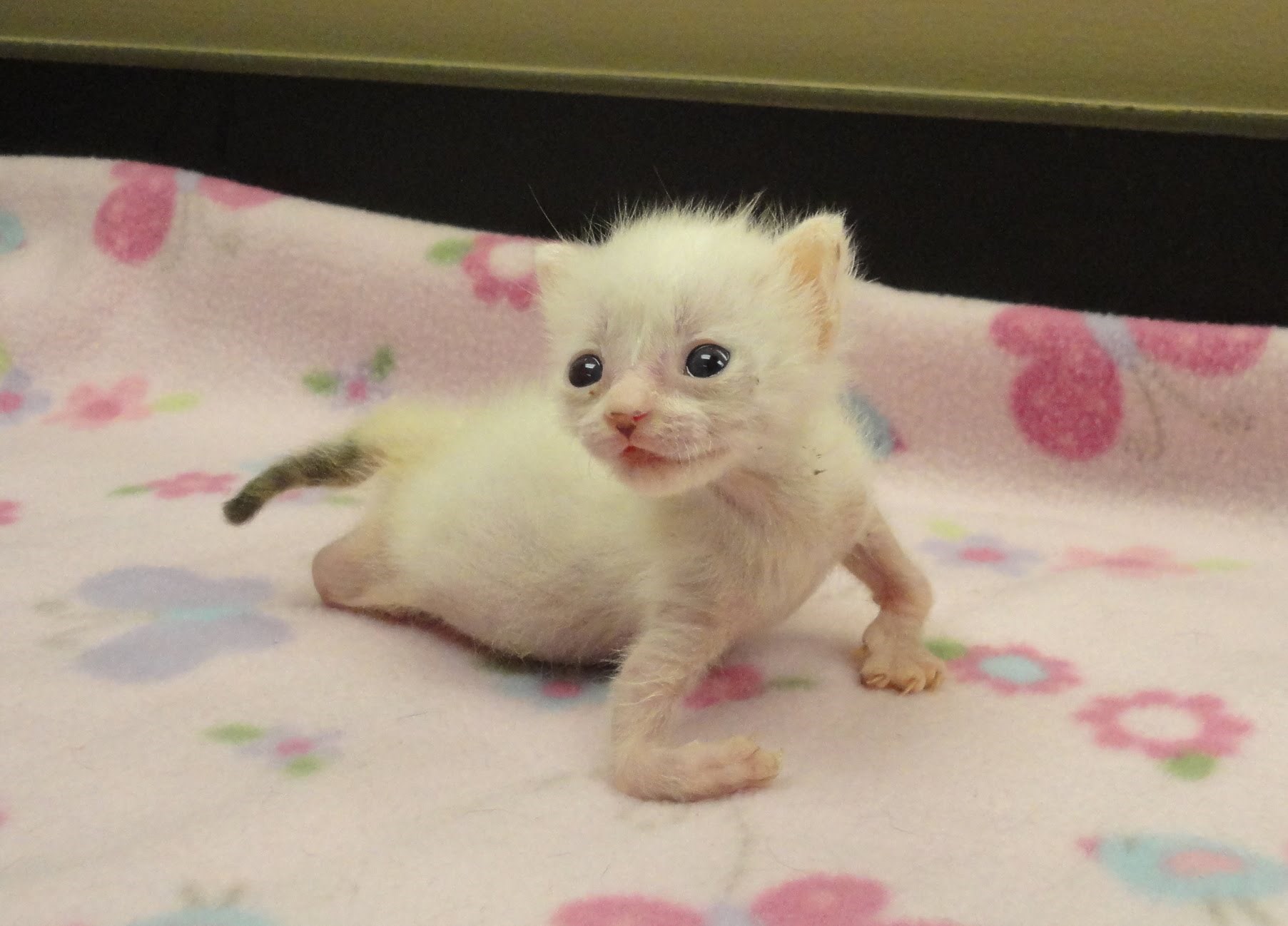 Ove su mačkice napuštene samo nekoliko sati nakon rođenja, no ovi su im ljudi dali šansu za novi život