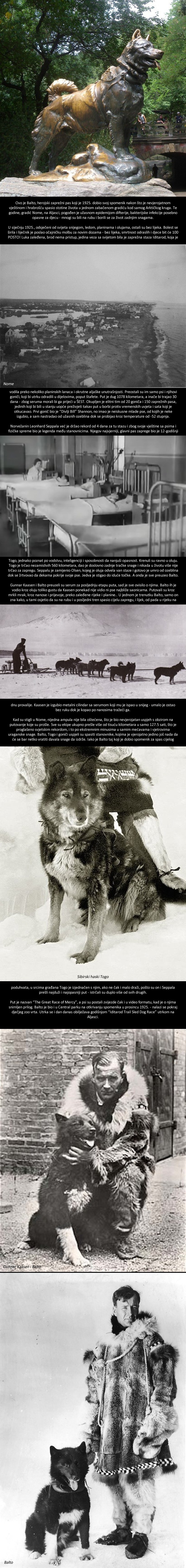 Nevjerojatna priča o herojskom zaprežnom psu koji je cijeli gradić spasio od užasne smrti