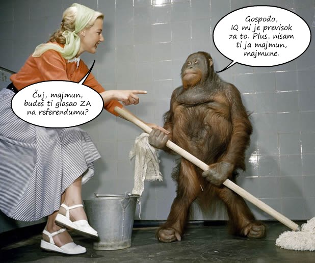 Što "majmuni" misle o referendumu?
