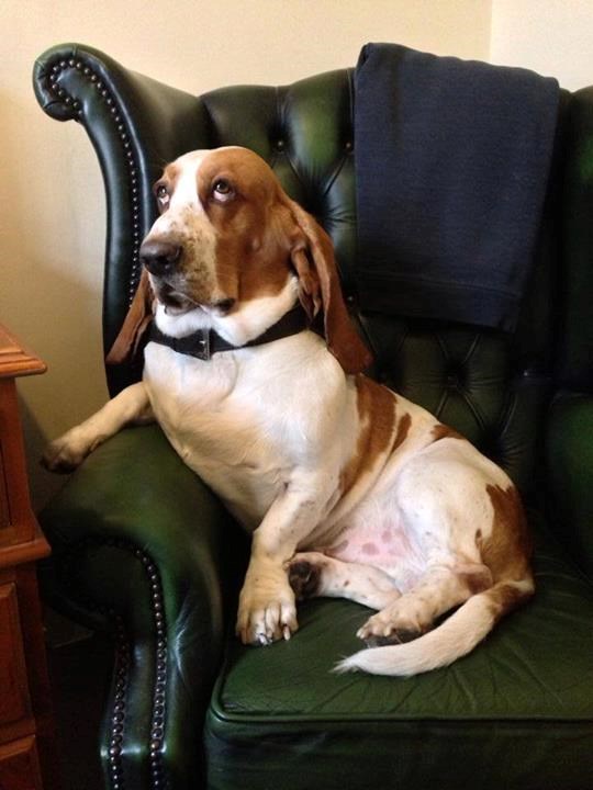 Gospodin bog fotelje