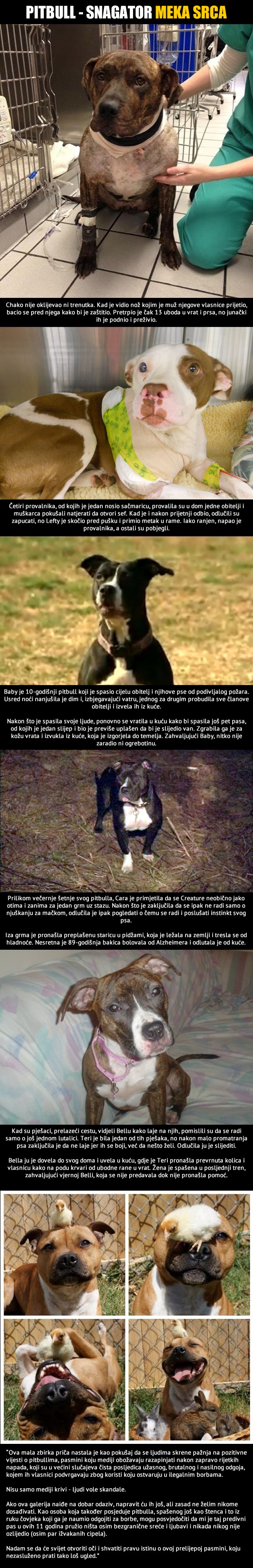 Prava istina o pitbullu: Priče koje su rijetko u medijima