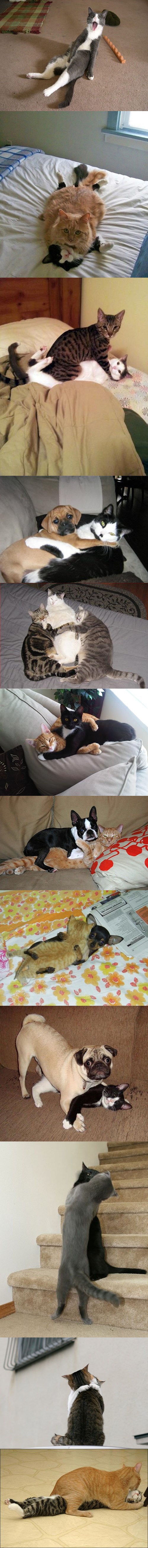 GALERIJA: Napaljene mačke uhvaćene "spuštenih gaća"!