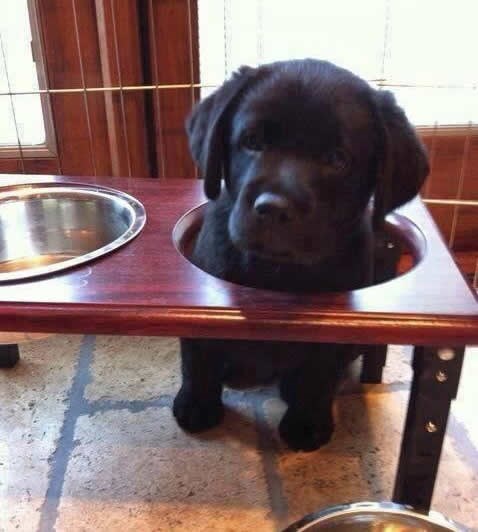 Ajde ti preskoči zdjelicu i idemo ravno meni u usta?