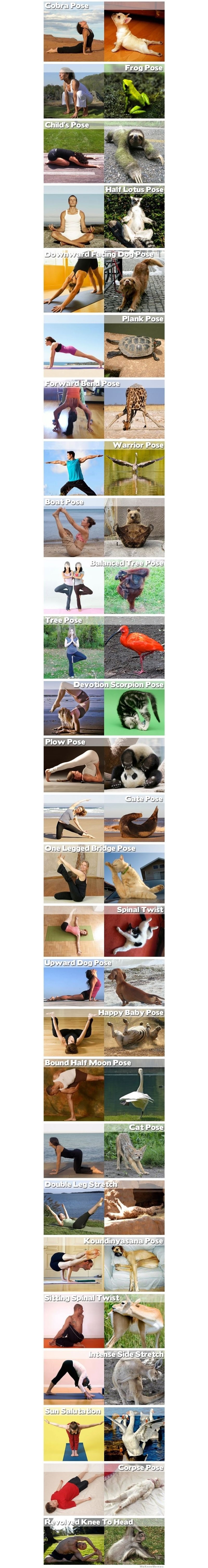 Životinjama joga dođe prirodno, a mi se mučimo do besvijesti