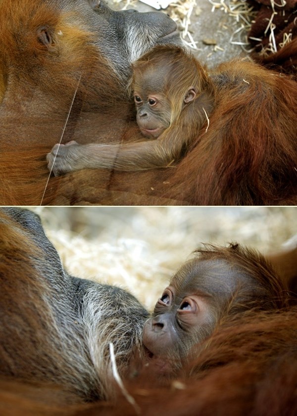 Mali orangutan se stisnuo uz svoju mamu
