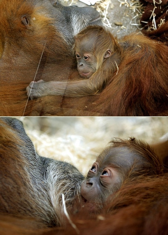 Mali orangutan se stisnuo uz svoju mamu