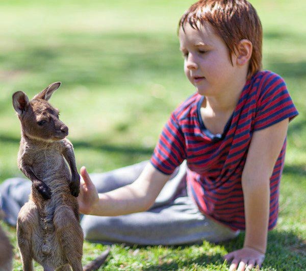 I, klokanić, kaj kažeš, budemo frendići?