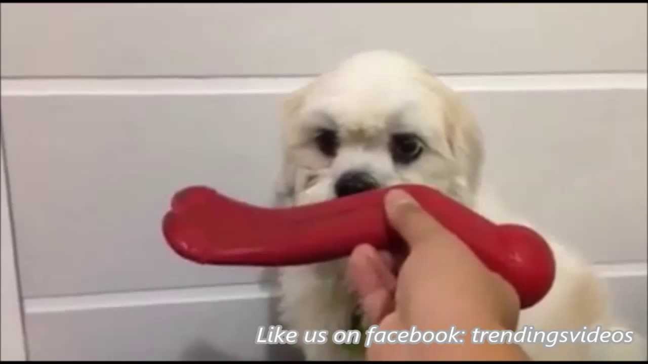 Sramežljivi psić čudnih sklonosti nasmijao svijet do suza