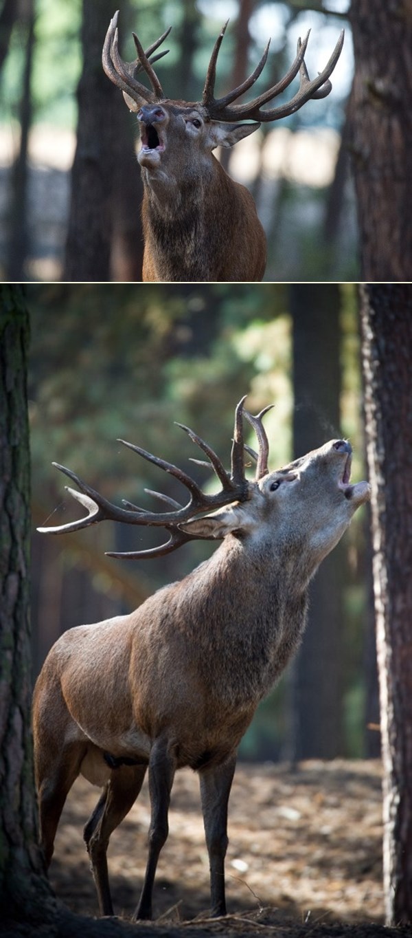 Raspjevani jelen vježba novu šumsku ariju