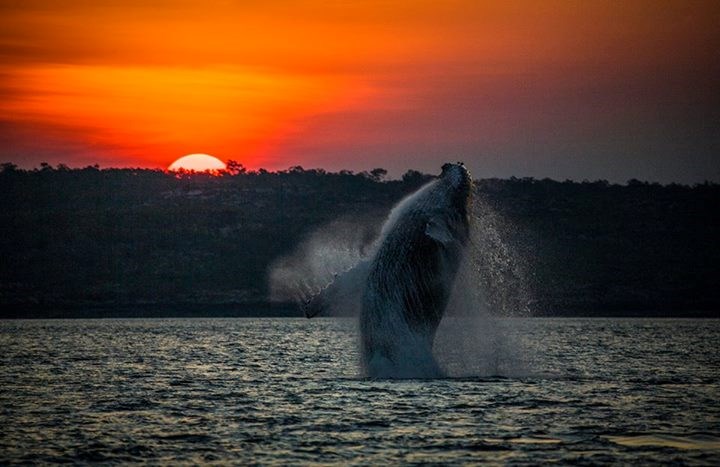 I kit uživa u sutonu