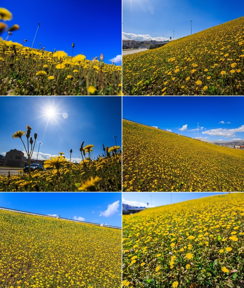 Proljeće stiglo u Split