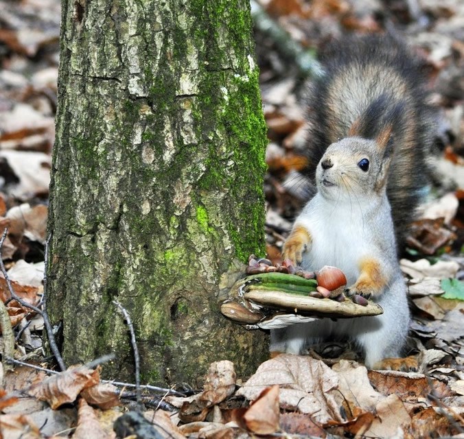 Vjeverica za švedskim stolom