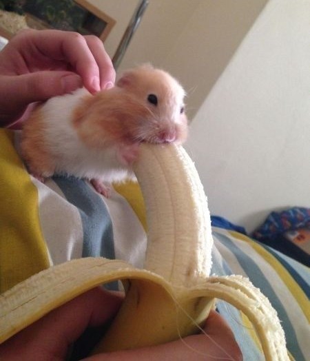 Mogu ja to, om nom nom nom...