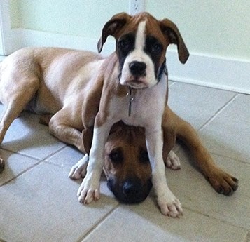 Max, znaš, koji put mi se baš popneš navrh glave...