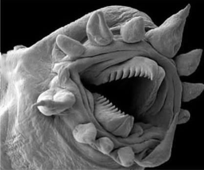 Crv pod mikroskopom izgleda poput čudovišta iz horora