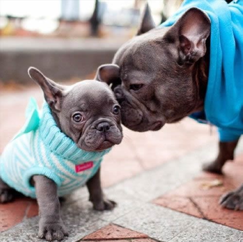 Francuski buldogić sluša špotanciju