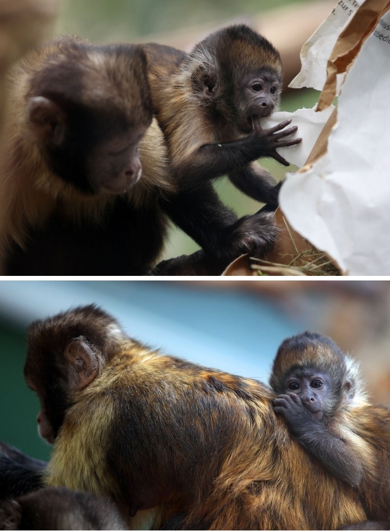 Mala kapucinerica kušala papir, sisanje palca je ipak finije