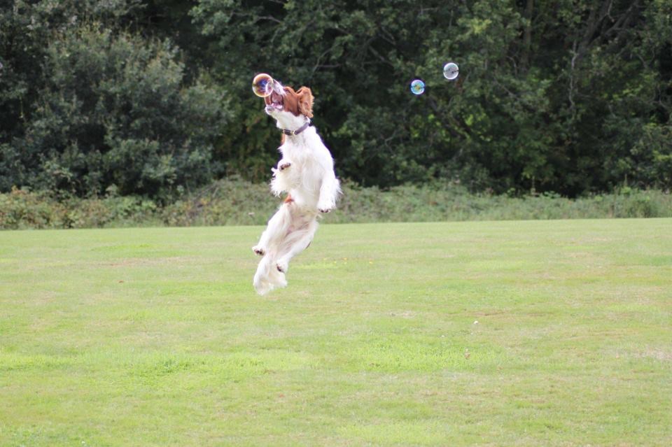 Veseli pas hvata balončiće od sapunice