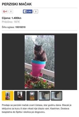 Prodaje se Ustaša, "perziski" mačak