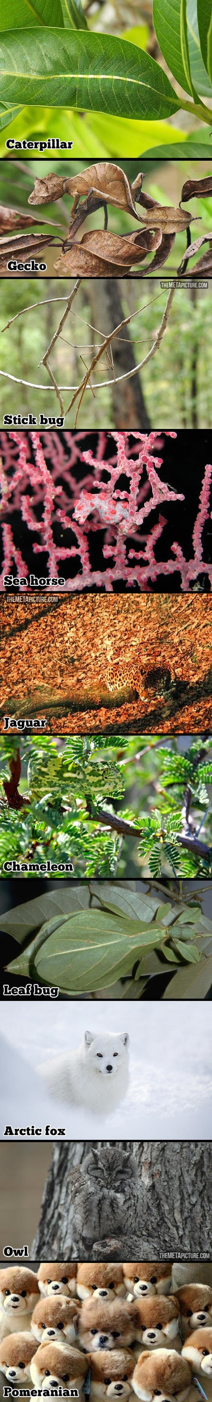 "Čarobna" sposobnost kamuflaže graniči s nevjerojatnim