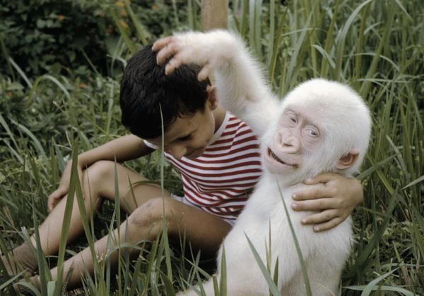 Jedini ikad viđeni albino gorila