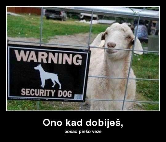 Danas svaka ovca dobije posao preko veze