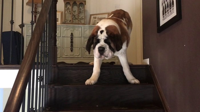 VIDEO Ogromni pas je došao do stepenica i nije znao kako će sići