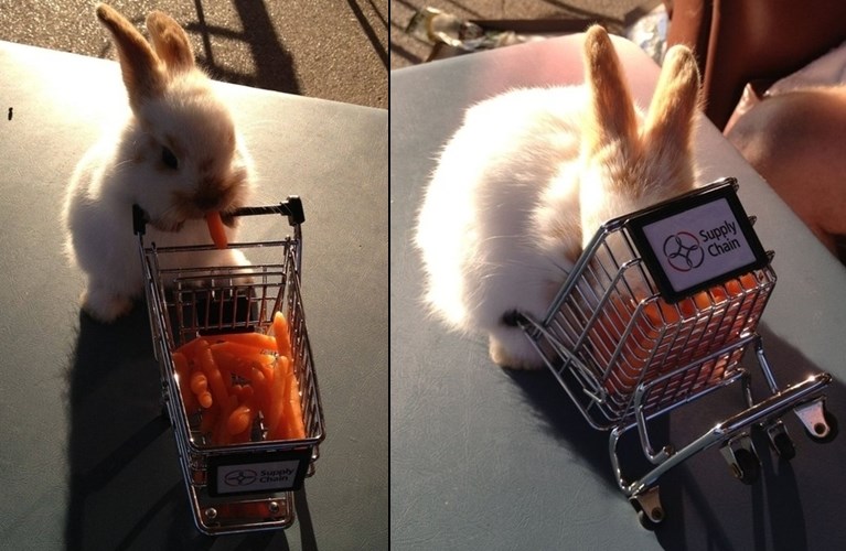 Preslatki zeko bio u šopingu, nabavio mrkvice za ručak