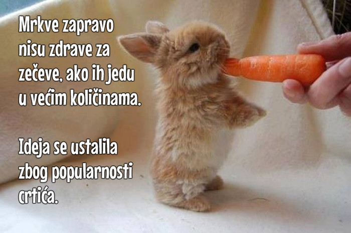 Mit o zecu i mrkvi