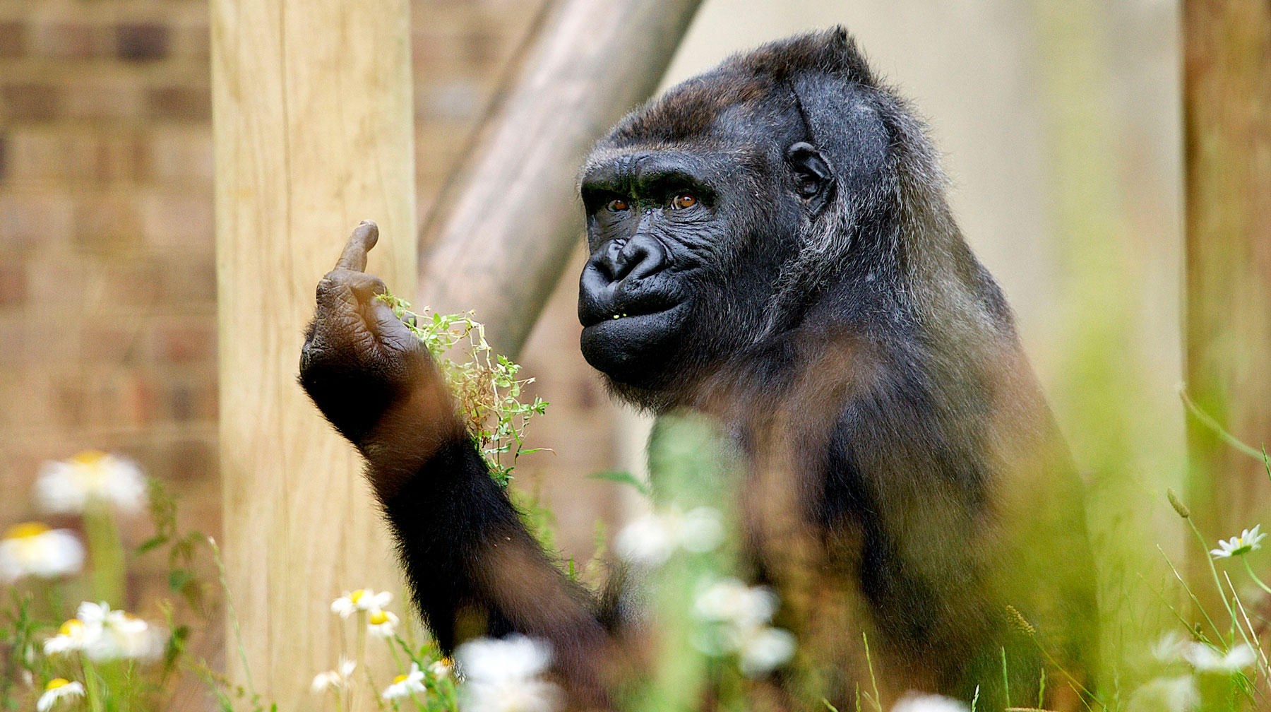 Gorila poslao jasnu poruku