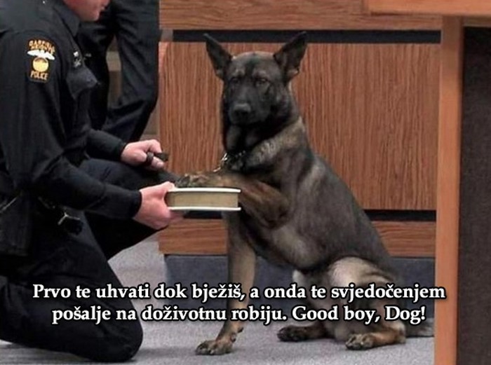 Najodlučniji pas na svijetu: Jedva čeka izlajat se!