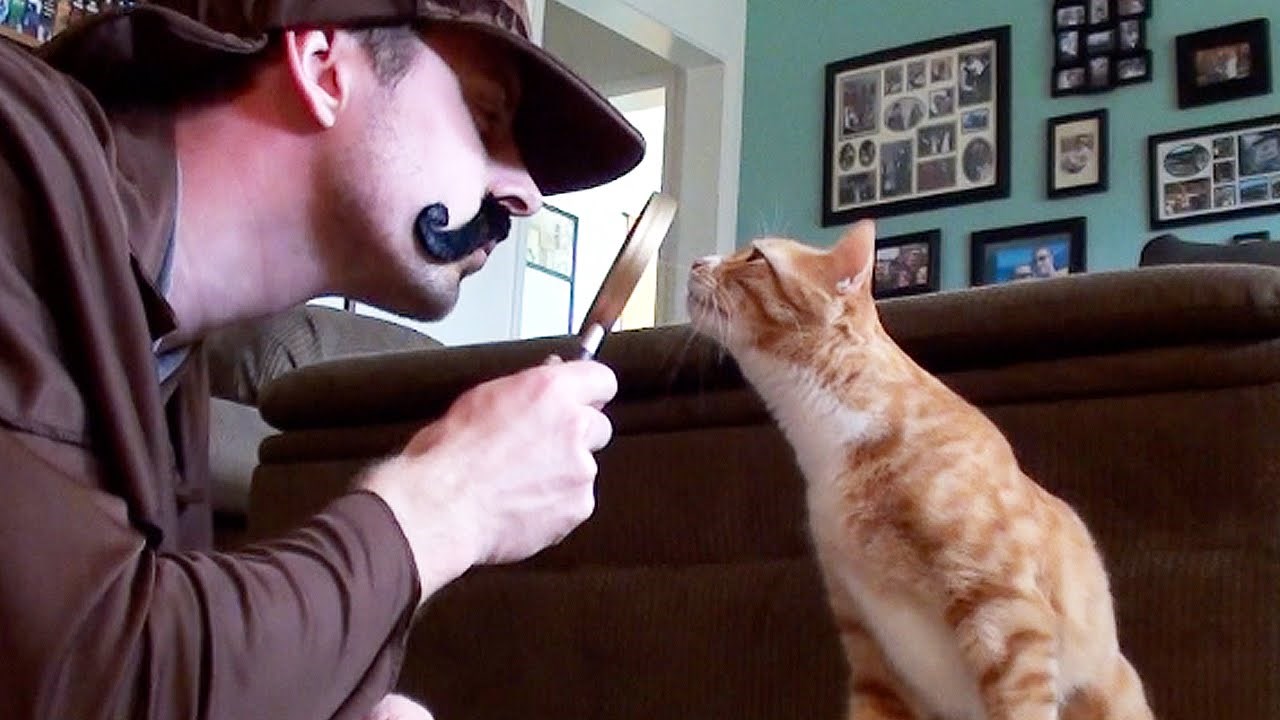 VIDEO: Vlasnici maca - pozor! Kako si spasiti ljubimicu od raka?