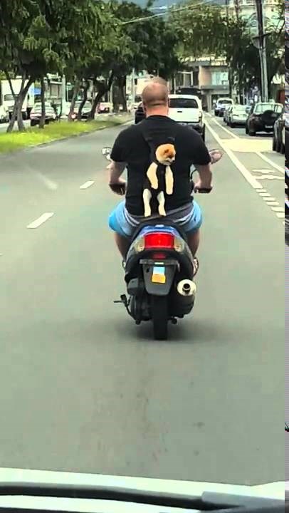 Medeni pomeranac ima privatni taksi