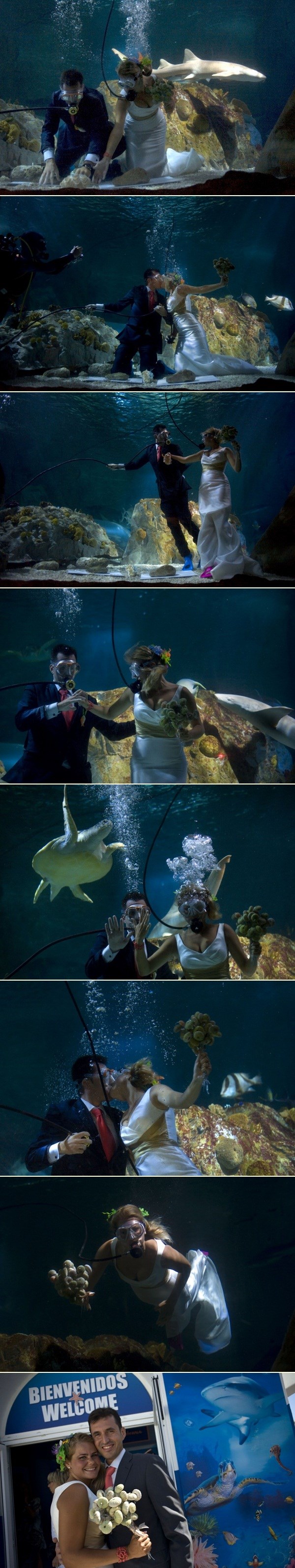 Otkačeni mladenci zaplivali s morskim psima