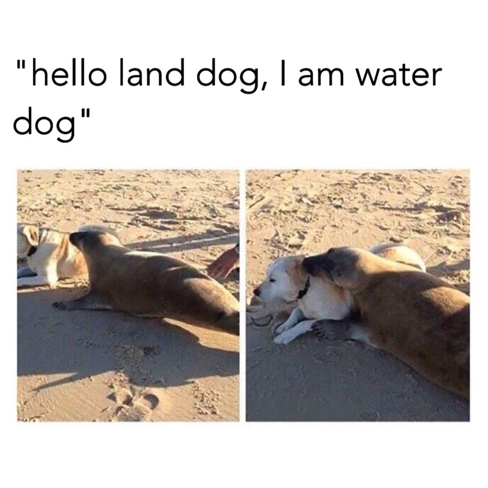 Bliski susret bliske vrste