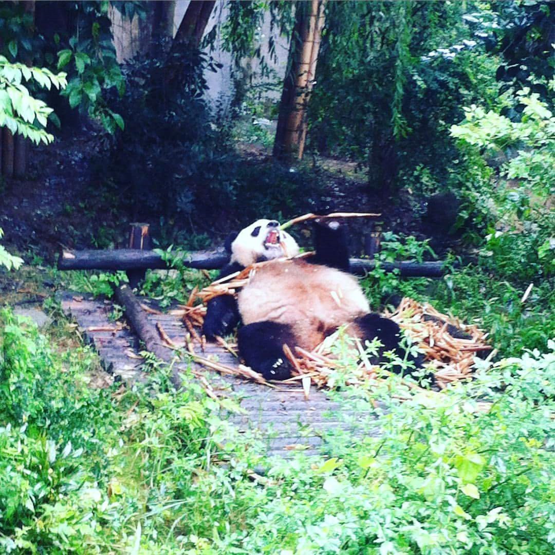 Proždrljivi panda se oduzeo od bambusa