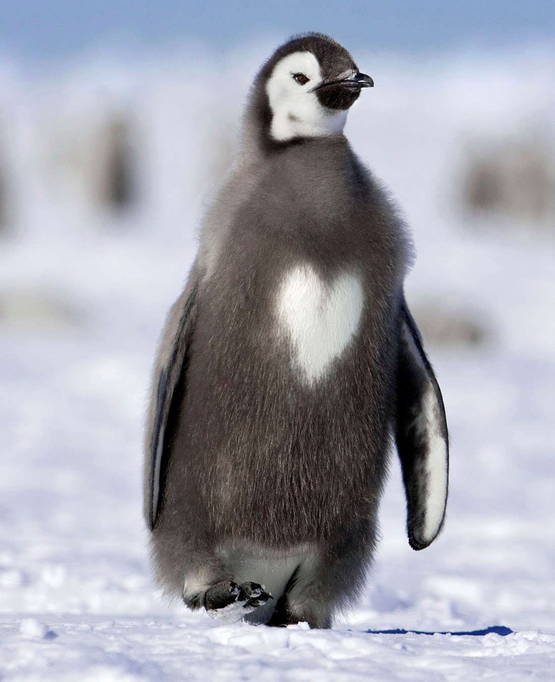 Srčani pingvin hrabro patrolira kvartom