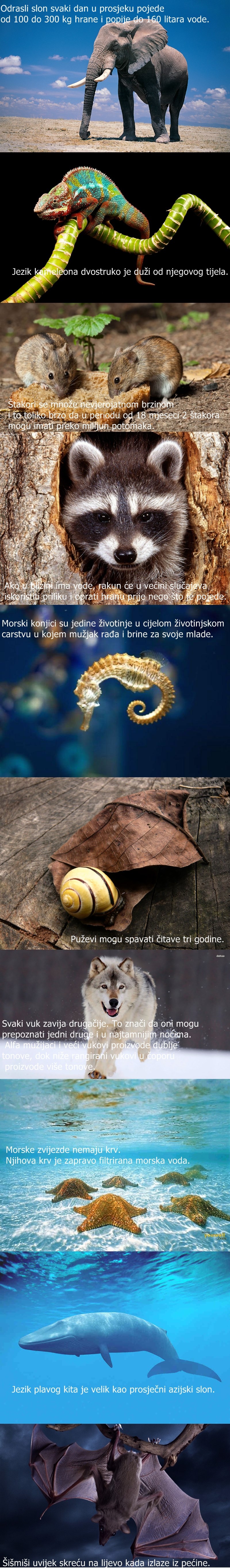 zanimljivosti koje nas okružuju..