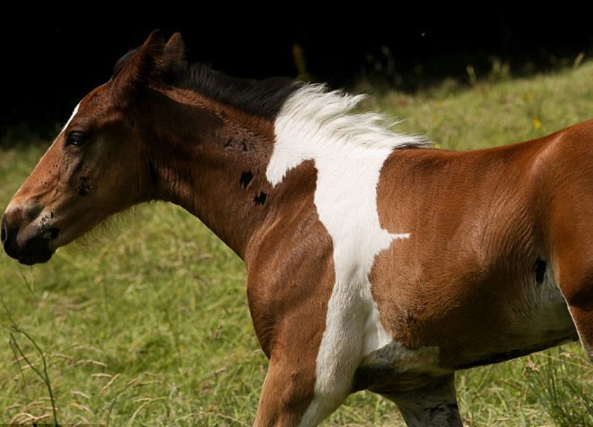 Konjić rođen s mrljom koja izgleda poput - konjića
