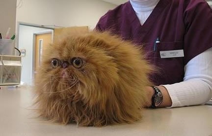 Alo, teta, kud s tom rukom, eheheheeeeeeeeej!!!