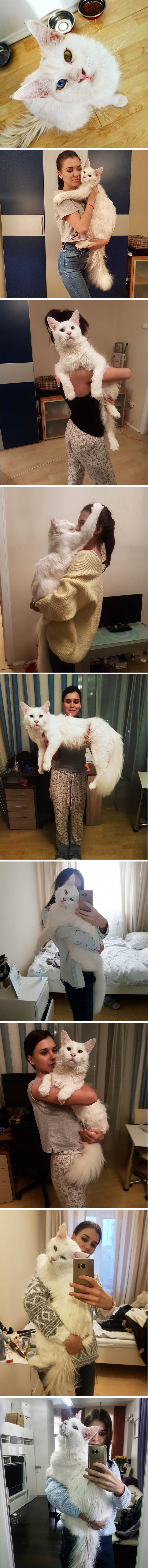 Ova divovska maca ne prestaje grliti svoju vlasnicu