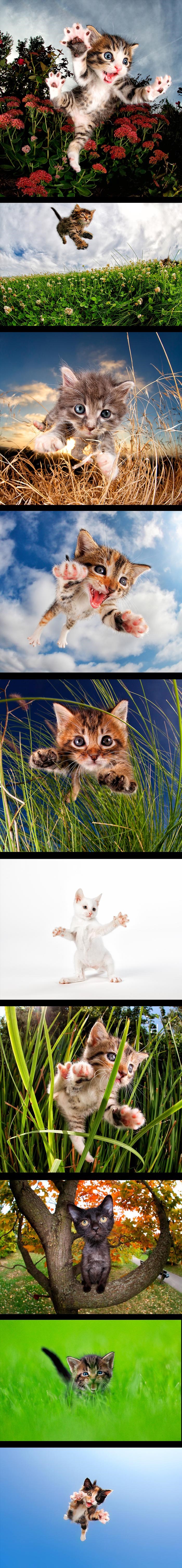 Preslatki leteći mačići: Fotograf privlači pozornost na mačiće koji nemaju doma