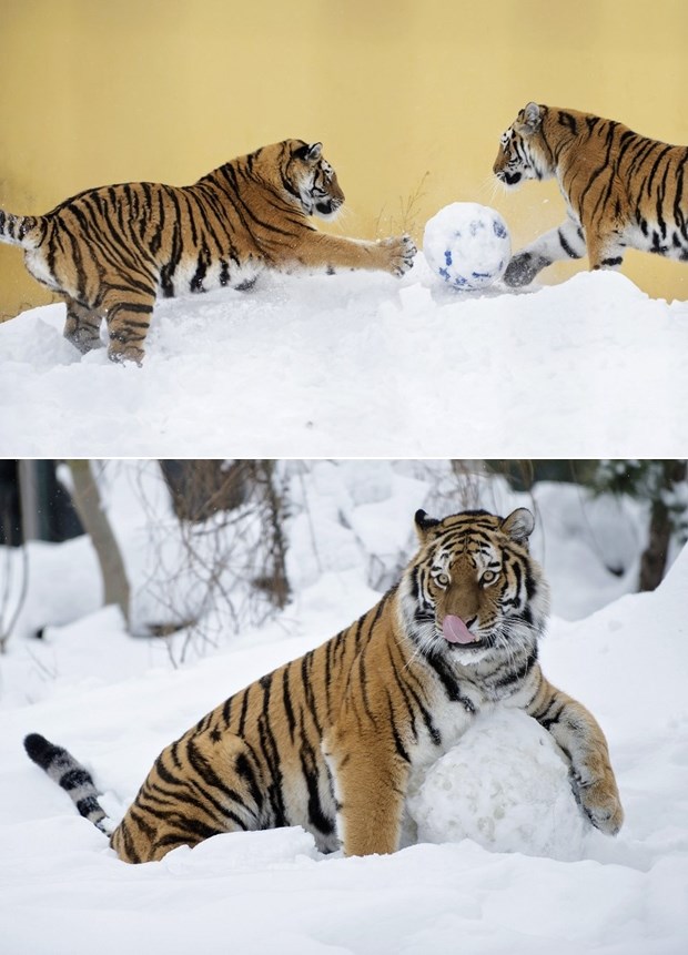 Tigrovi se loptaju u snijegu