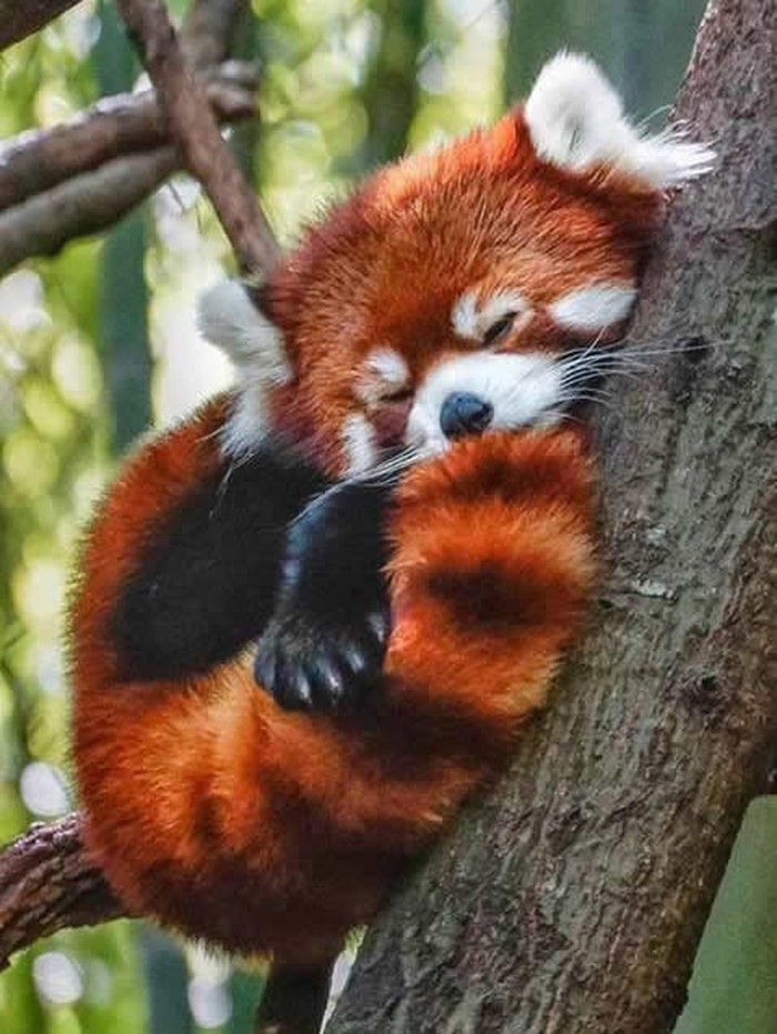 Maleni Firefox drijema na drvetu
