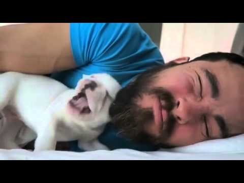 Pogledajte kojom tehnikom brižni psić budi gazdu kad prespava alarm