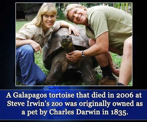 Kakva čuda svijeta vidje Darwinova kornjača