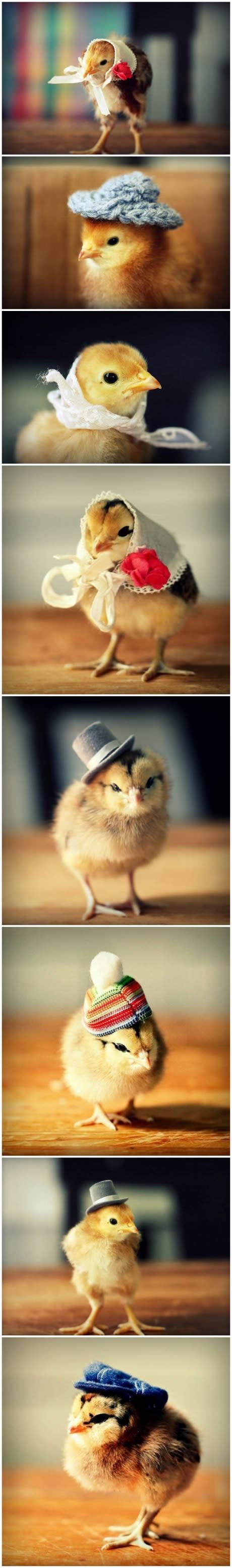 Pilence u kapici - a nije recept