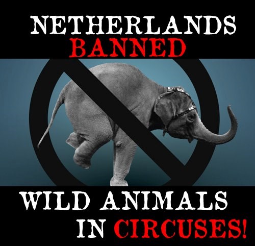 Nizozemska zabranile cirkuse sa životinjama